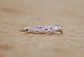 Agriphila geniculea