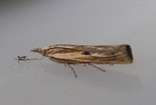 Agriphila inquinatella