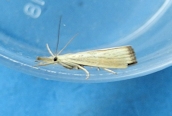 Agriphila staminella