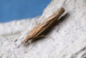 Agriphila tristella