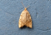 Aleimma loeflingiana