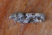 Ancylis achatana