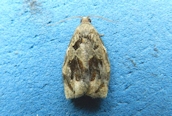 Archips podana
