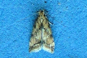 Brachmia blandella