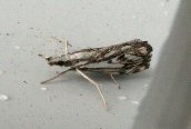 Catoptria falsella