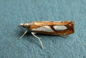 Catoptria pinella
