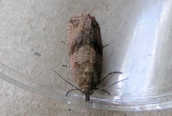Celypha lacunana 