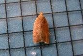 Clepsis consimilana