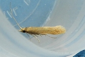 Coleophora sp.