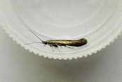 Coleophora trifolii