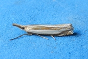 Crambus pascuella