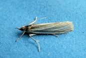 Crambus perlella