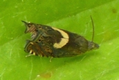 Dichrorampha petiverella 