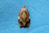 Ditula angustiorana