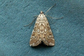 Elophila nymphaeta