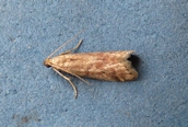 Ephestia woodiella