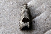 Epiblema uddmanniana