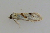 Epinotia bilunana