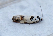 Eucosma campoliliana