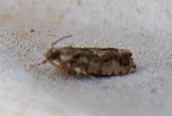Eucosma hohenwartiana