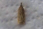 Eudonia pallida