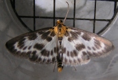 Anania hortulata