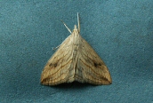 Evergestis forficalis