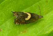Glyphipterix simpliciella