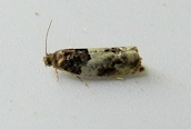 Gypsonoma dealbana