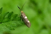 Incurvaria masculella