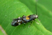 Mompha raschkiella