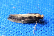 Monopis crocicapitella