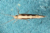 Monopis obviella