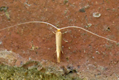 Nematopogon swarmerdamella 