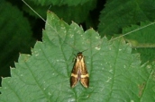 Nemophora degeerella