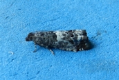 Notocelia trimaculana