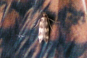 Oegoconia quadripuncta