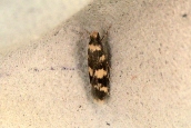 Oegoconia sp.