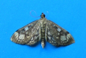 Phlyctaenia coronata