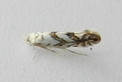 Phyllonorycter geniculella