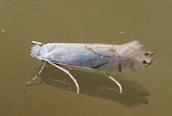 Phyllonorycter harrisella