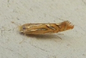 Phyllonorycter messaniella