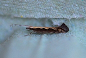 Plutella xylostella