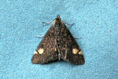 Pyrausta aurata