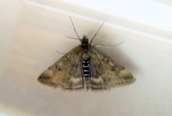 Pyrausta despicata