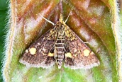 Pyrausta purpularis