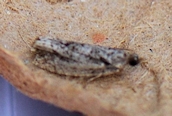 Rhopobota naevana