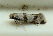 Scythropia crataegella