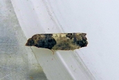 Spilonata ocellana