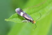 Stigmella aurella